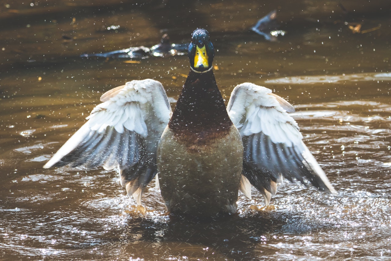 Duck flapping wings